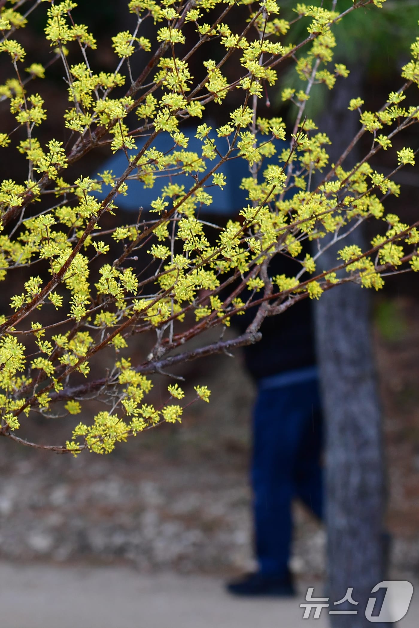 2일 오후 경북 포항시 북구 장성동 공원에서 산수유가 꽃망을 활짝 터뜨리고 있다. 2026.3.2 ⓒ 뉴스1 최창호 기자