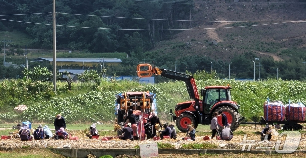 양파 수확작업 모습(구미시 제공. 재판매 및 DB금지)/뉴스1