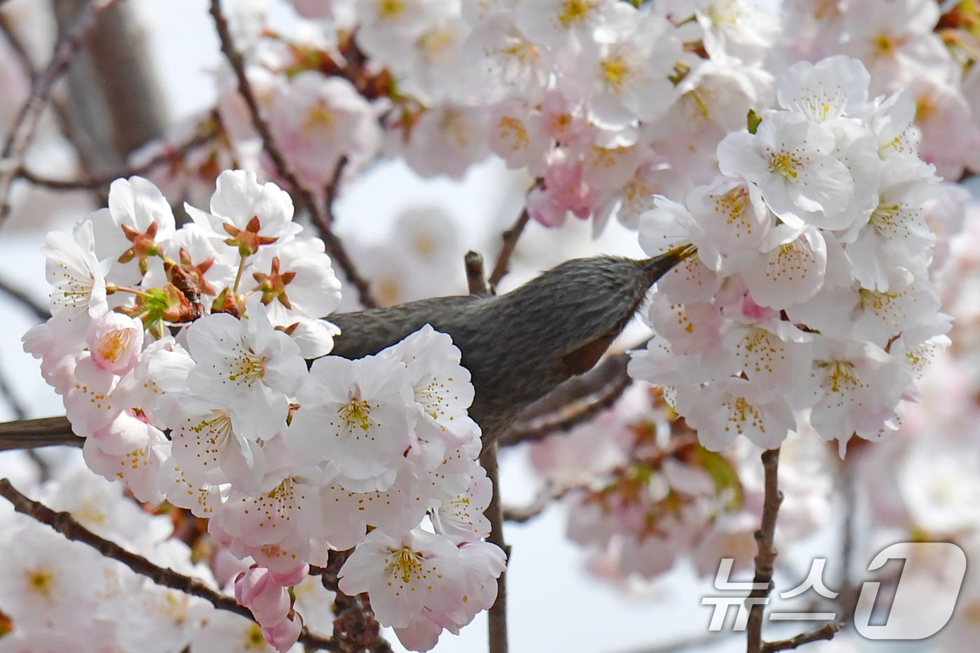 22일 경북 포힝시 남구 대잠동 철길 숲 벚꽃 나무에서 직박구리 한마리가 벛꽃꿀을 따먹고 있다. 2026.3.22 ⓒ 뉴스1 최창호 기자