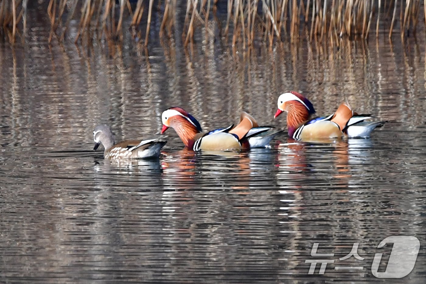 천연기념물 제327호인 원앙무리가 22일 연못에서 쉬고 있다. 2026.3.22 ⓒ 뉴스1 최창호 기자