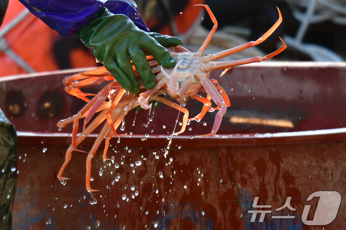 지난 23일 경북 포항시 죽도어시장 위판장에서 어민이 대게를 판매하기 위해 옮기고 있다. 2026.3.23 ⓒ 뉴스1 최창호 기자