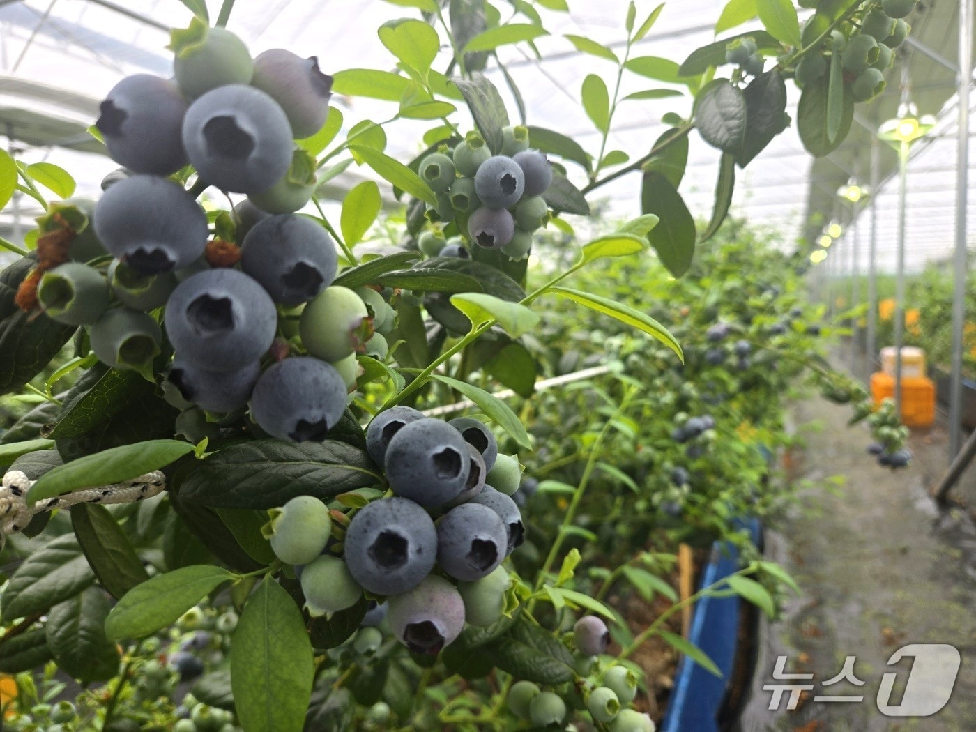 영동군 양강면 김종오 씨가 비닐하우스에서 재배한 블루베리가 탐스럽게 열려 있다. (영동군 제공. 재판매 및 DB금지) 