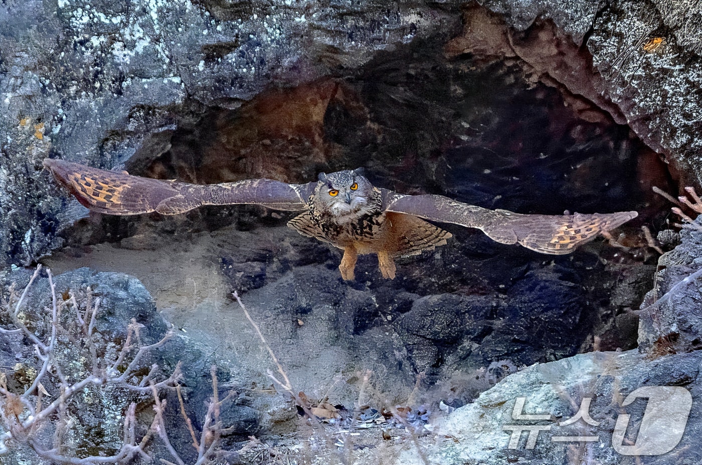 대구 군위군의 한 한 야산 둥지에서 천연기념물(324-2호)인 수리부엉이가 날개를 활짝 편채 날아오르고 있다. (생태사진작가 이상봉 씨 제공, 재판매 및 DB금지) ⓒ 뉴스1 