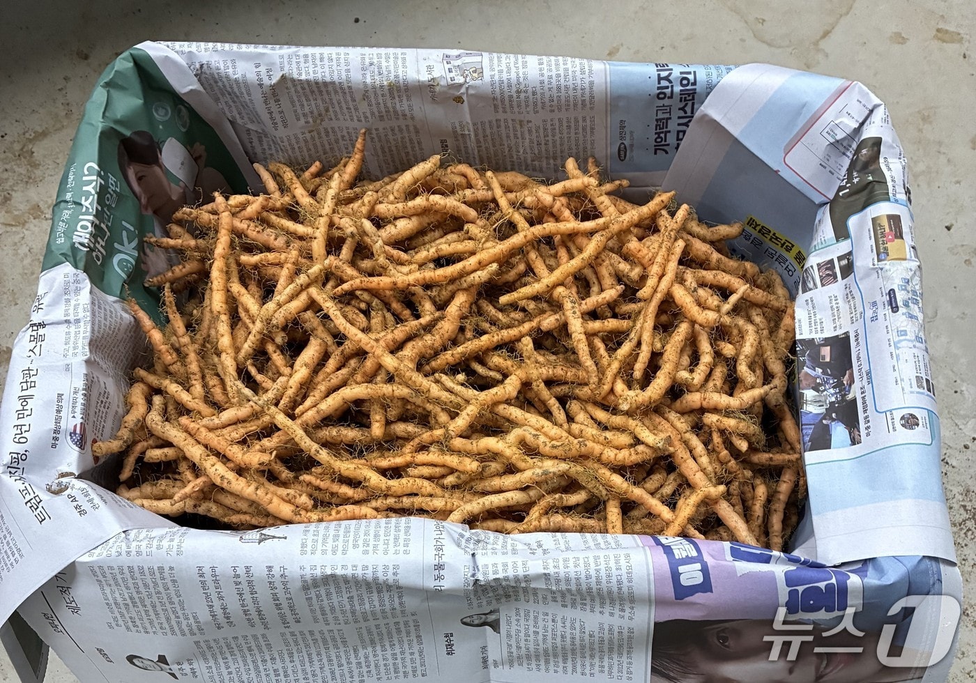 지황 종근. @뉴스1