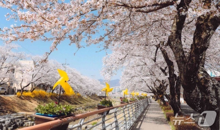 지난해 금산천봄꽃축제(금산군 제공.재판매 및 DB금지)/뉴스1