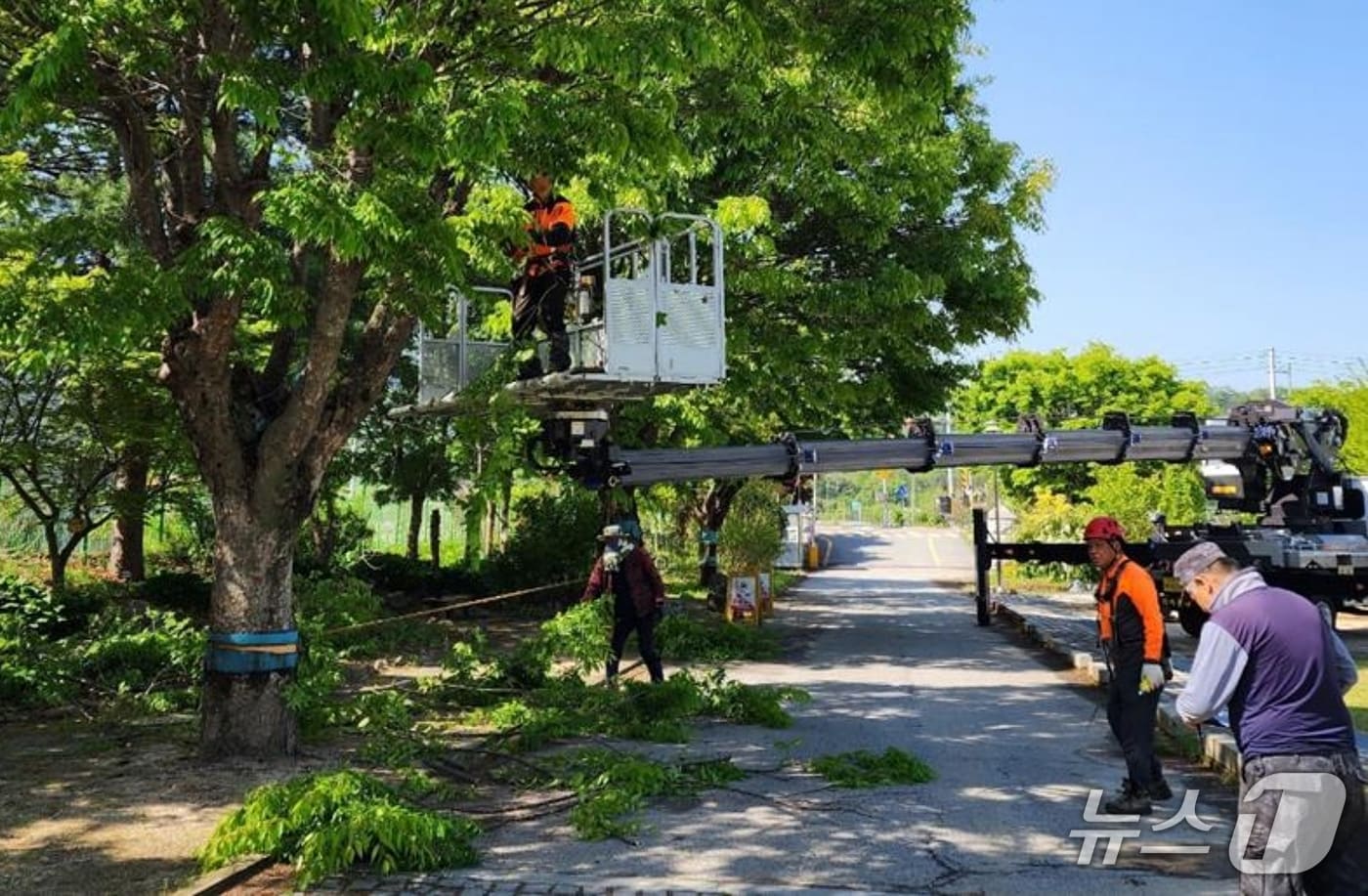 충북 괴산증평교육지원청이 학교통합지원사업으로 2025년 위험 수목 관리 작업을 하는 모습.(괴산증평교육지원청 제공. 재판매 및 DB금지)