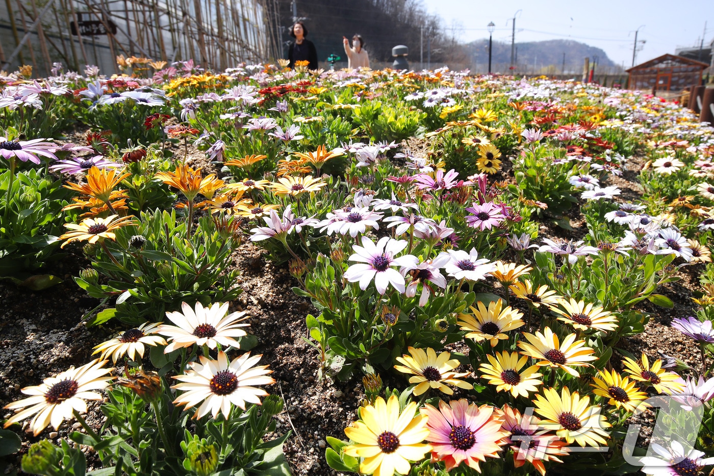 봄 기온이 완연한 23일 대구 수성구 무료 식물원 '생각을 담는 정원' 주변에 봄의 전령사로 불리는 '오스테오스퍼멈(디모르포테카)'이 활짝 폈다. 이 꽃은 초롱꽃목 국화과 여러해살이풀로 파랑·노랑·분홍 등 꽃 색깔이 다양하며, 꽃말은 '원기·회복·행복·영원한 사랑'이다. 2026.3.23 ⓒ 뉴스1 공정식 기자