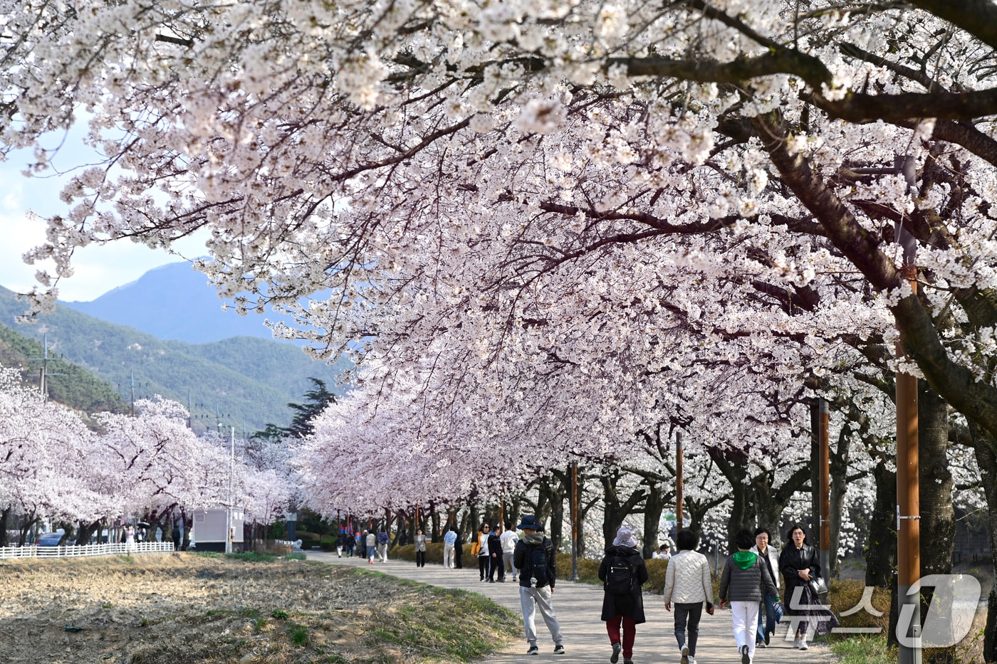 지난해 대구 달성군 옥포읍 기세리에서 열린 벚꽃 축제 모습.(대구 달성군 제공. 재판매 및 DB금지)