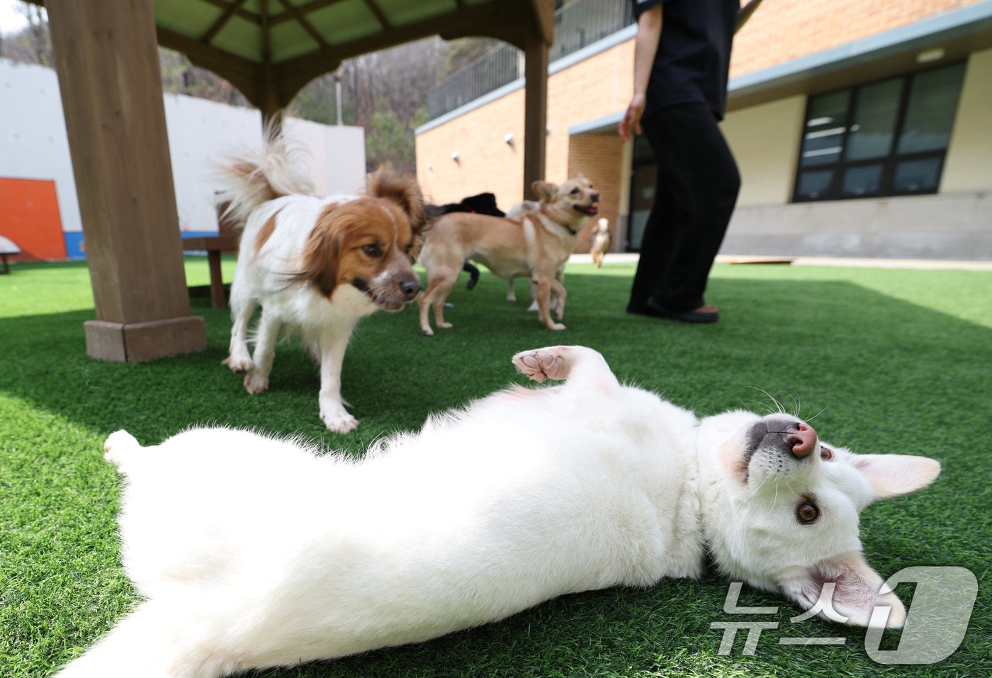 경기 여주시 반려마루 여주에서 보호동물들이 직원들과 즐거운 시간을 보내고 있다. ⓒ 뉴스1 김영운 기자