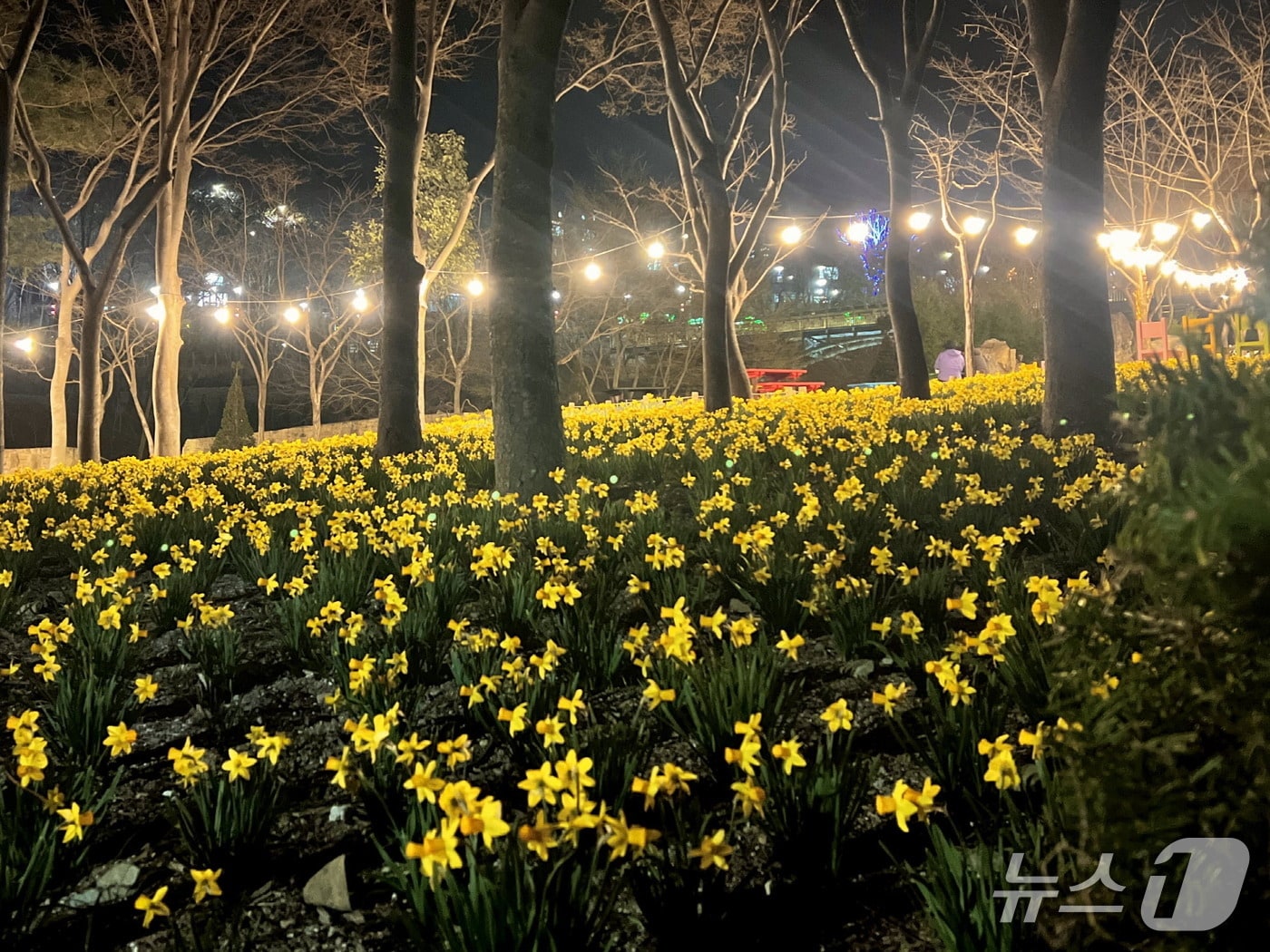 '월아산 숲속의 진주'에 핀 수선화(진주시 제공. 재판매 및 DB금지).