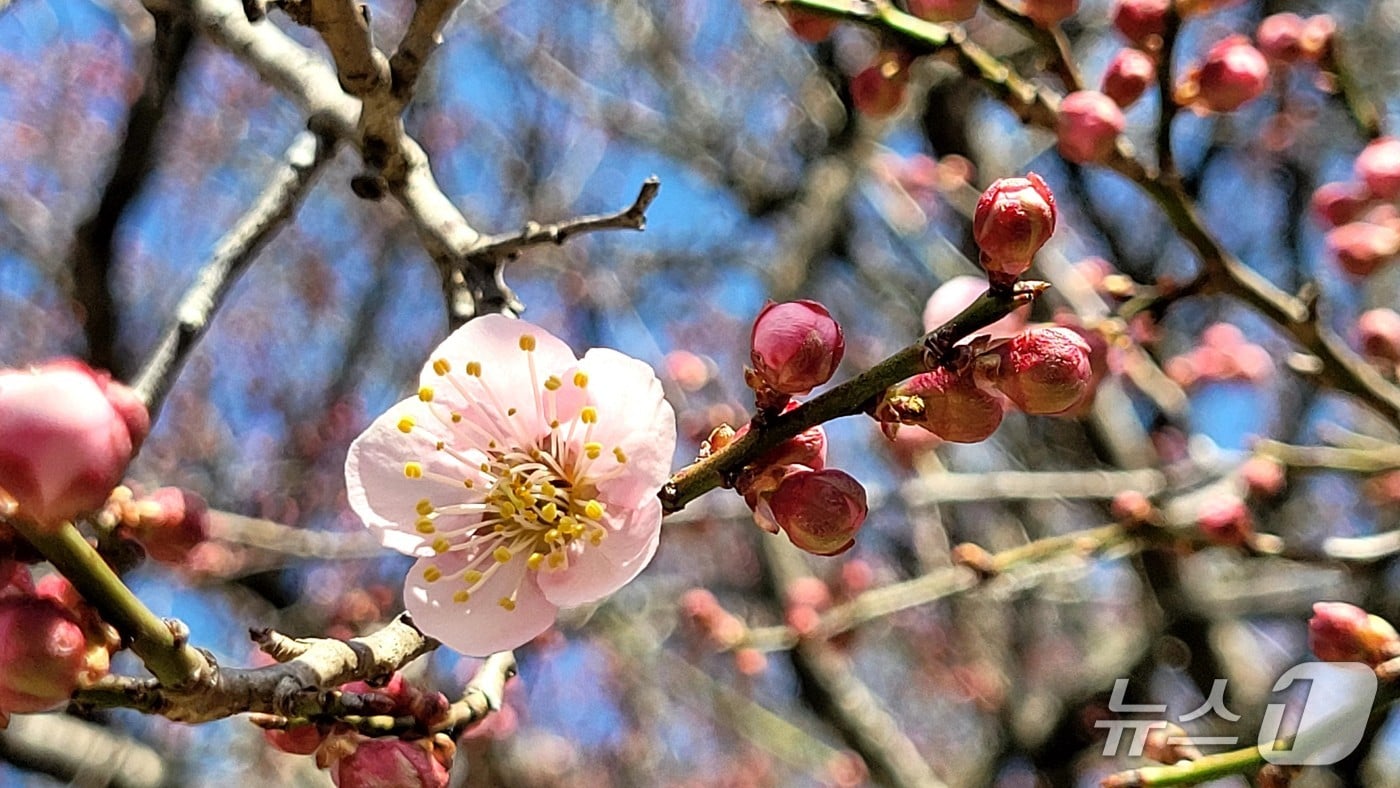 내장산국립공원에 소재한 백양사의 고불매(古佛梅)의 개화가 시작됐다.(공단제공, 재판매 및 DB금지)2026.3.24/뉴스1