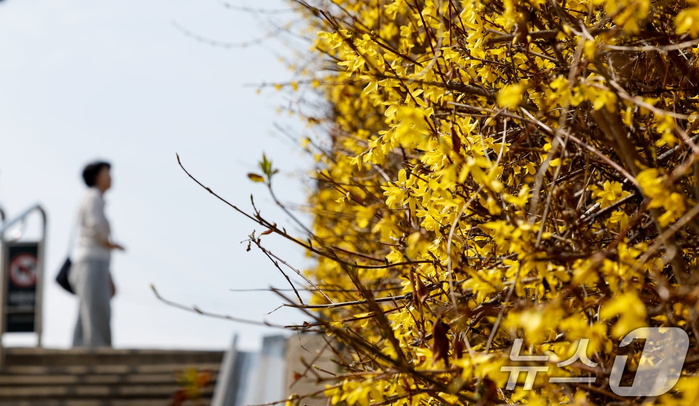 낮 최고 기온이 19도까지 오르며 포근한 봄날씨를 보인 24일 서울 성동구 제2마장교 인근에 노란 개나리가 활짝 피어 있다. 2026.3.24 ⓒ 뉴스1 안은나 기자