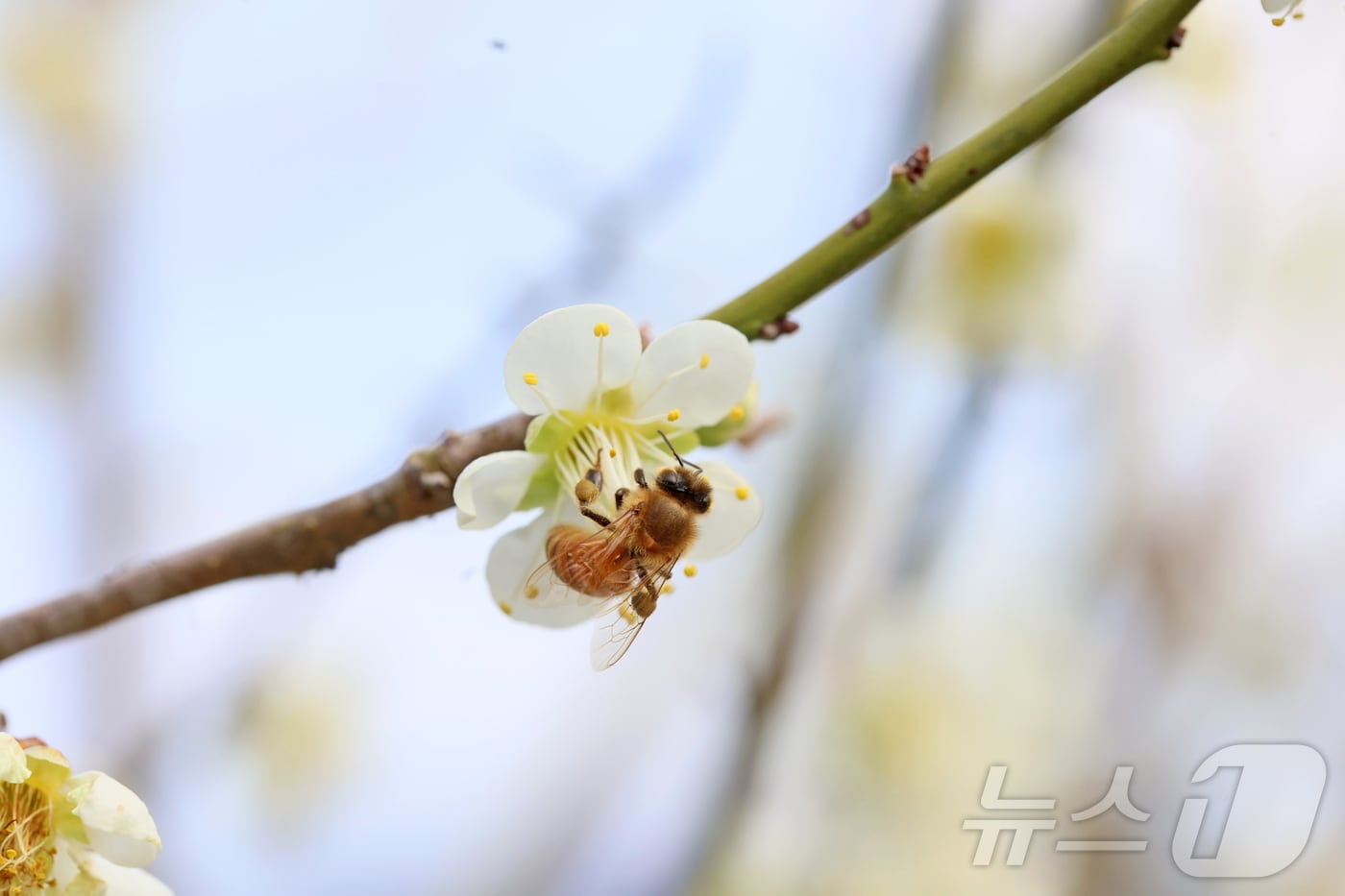 지난달 24일 오후 전북 임실군 덕치면 구담마을에 하얀 매화꽃에서 벌이 꿀을 빨고 있다.(임실군제공, 재판매 및 DB금지)2026.3.24 ⓒ 뉴스1 김동규 기자