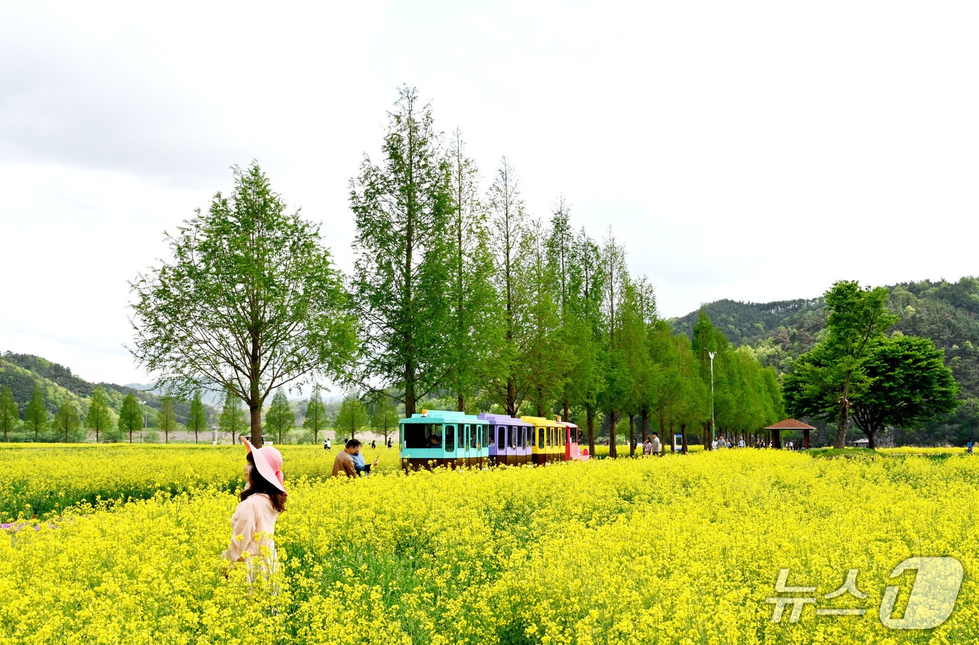 창녕낙동강유채축제.(창녕군 제공. 재판매 및 DB금지)