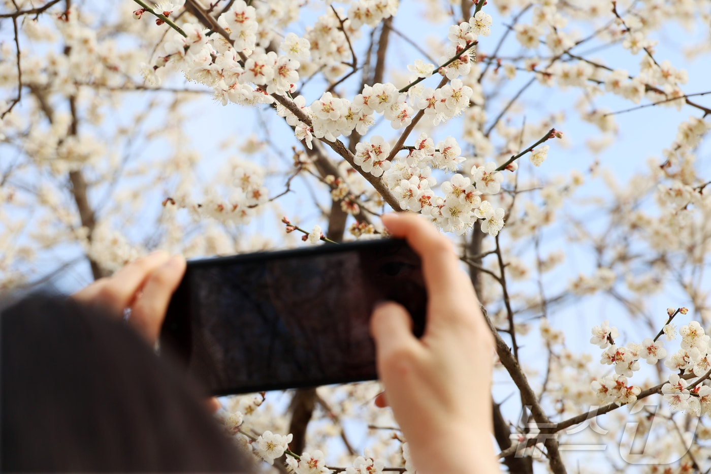 24일 오후 전북 임실군 덕치면 구담마을을 지나던 한 주민이 하얀 핀 매화꽃을 스마트폰으로 촬영하고 있다.(임실군제공, 재판매 및 DB금지)2026.3.24 ⓒ 뉴스1 김동규 기자