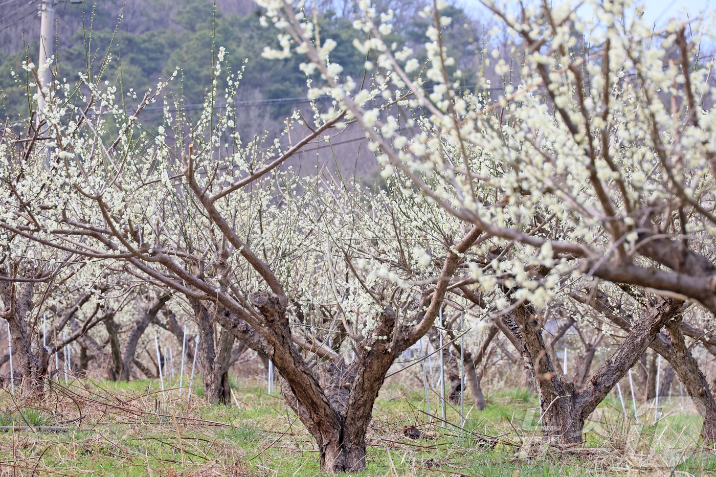 완연한 봄 날씨를 보인 24일 오후 전북 임실군 덕치면 구담마을에 하얀 매화꽃이 활짝폈다.(임실군제공, 재판매 및 DB금지)2026.3.24 ⓒ 뉴스1 김동규 기자