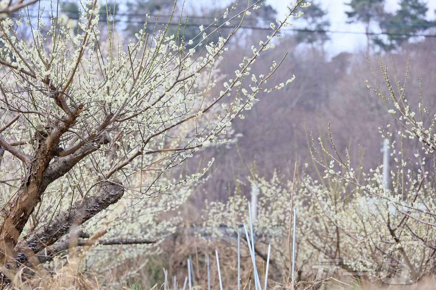 24일 오후 전북 임실군 덕치면 구담마을에 하얀 매화꽃이 활짝펴 관광객들의 시선을 사로잡고 있다.(임실군제공, 재판매 및 DB금지)2026.3.24 ⓒ 뉴스1 김동규 기자