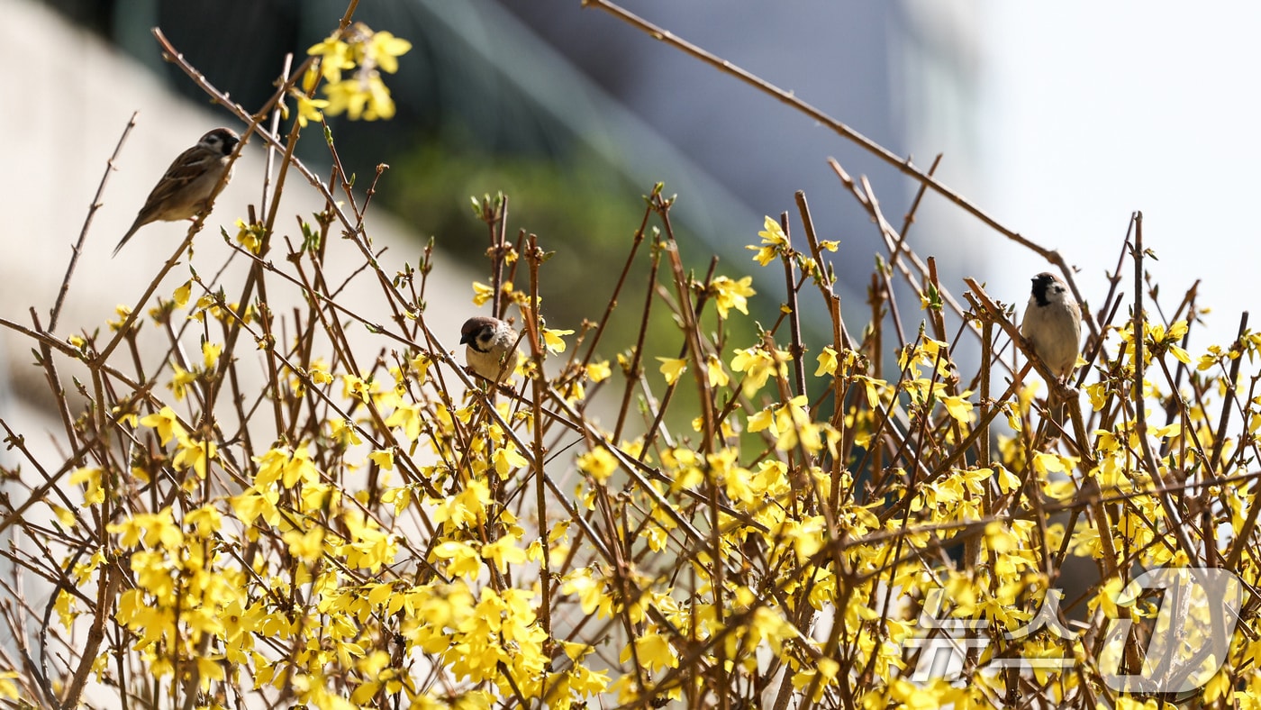 개나리 자료사진. 