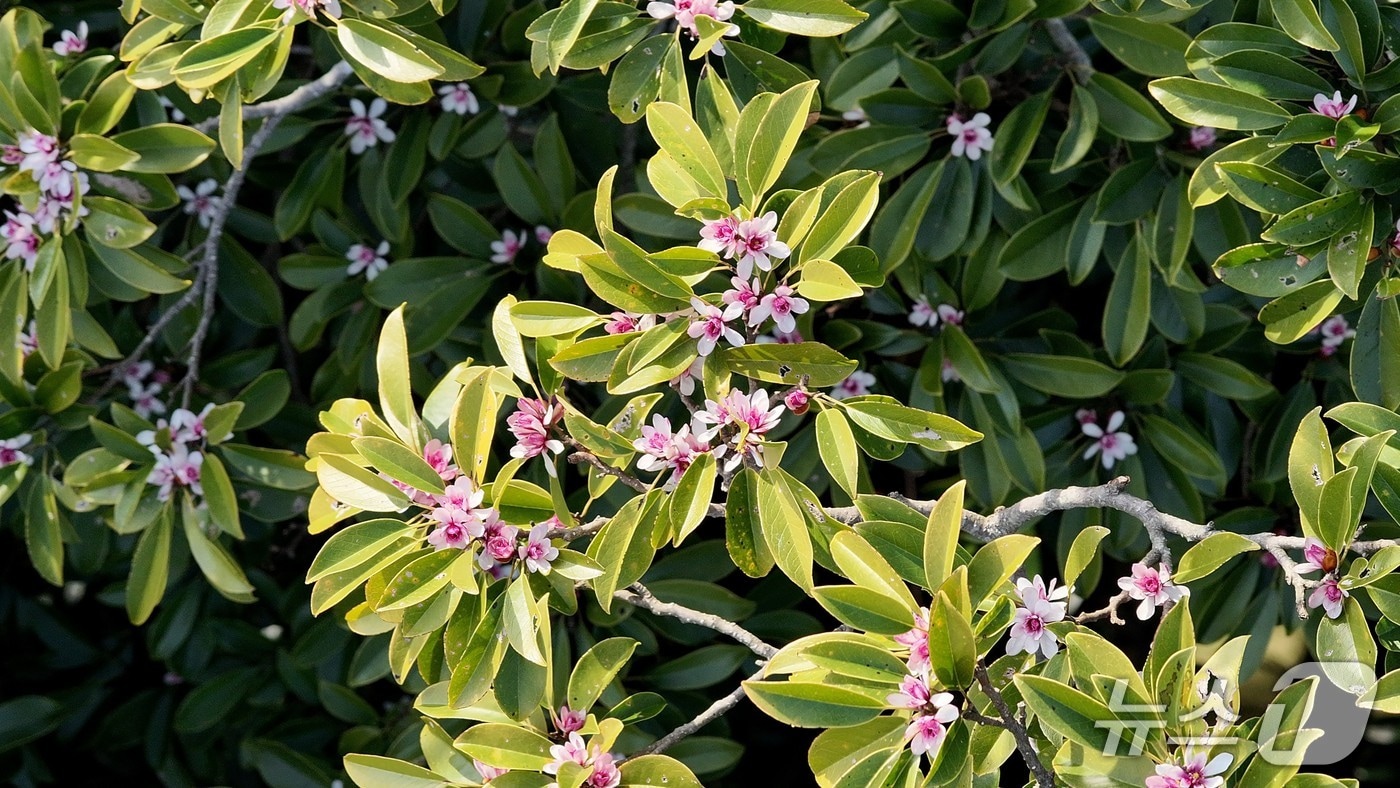 초령목(난대·아열대산림연구소 제공. 재판매 및 DB금지)/뉴스1