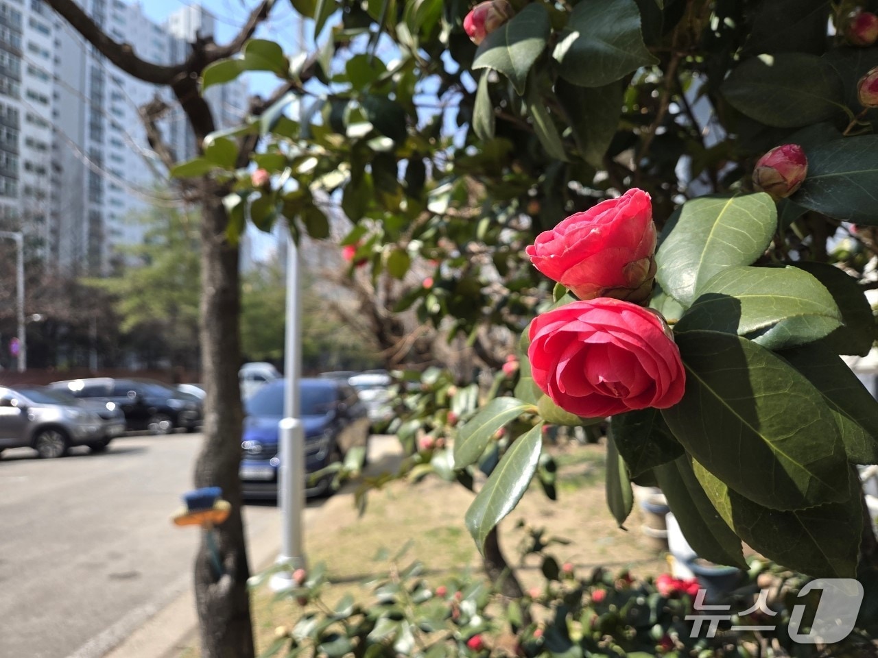 충북 청주시 서원구 분평동의 한 아파트단지에 동백꽃이 활짝 폈다. 2026.3.25/뉴스1 장인수 기자