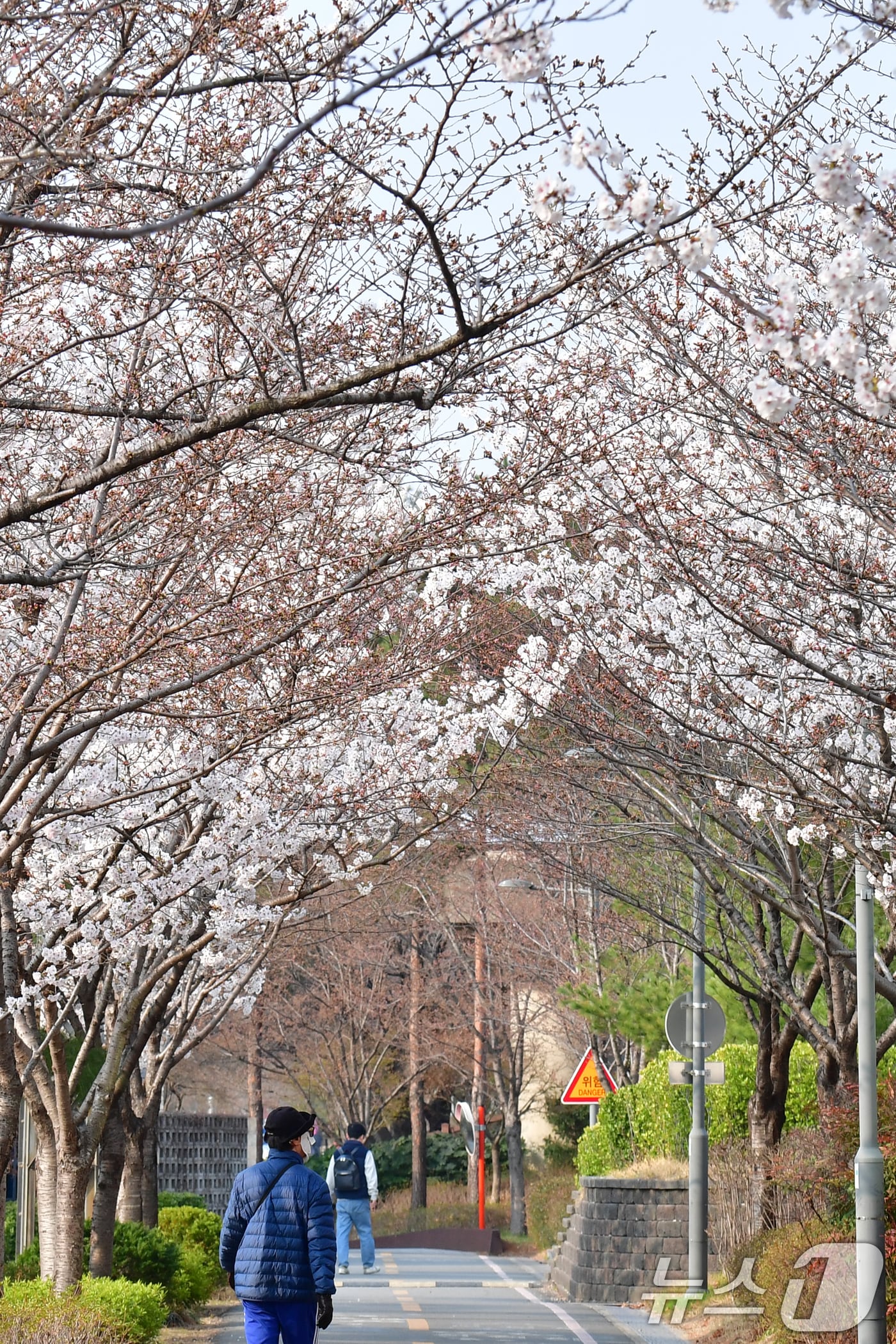 26일 오전 경북 포항시 남구 철길숲에서 시민들이 활짝 핀 벚꽃 아래를 걷고 있다. 2026.3.26 ⓒ 뉴스1 최창호 기자