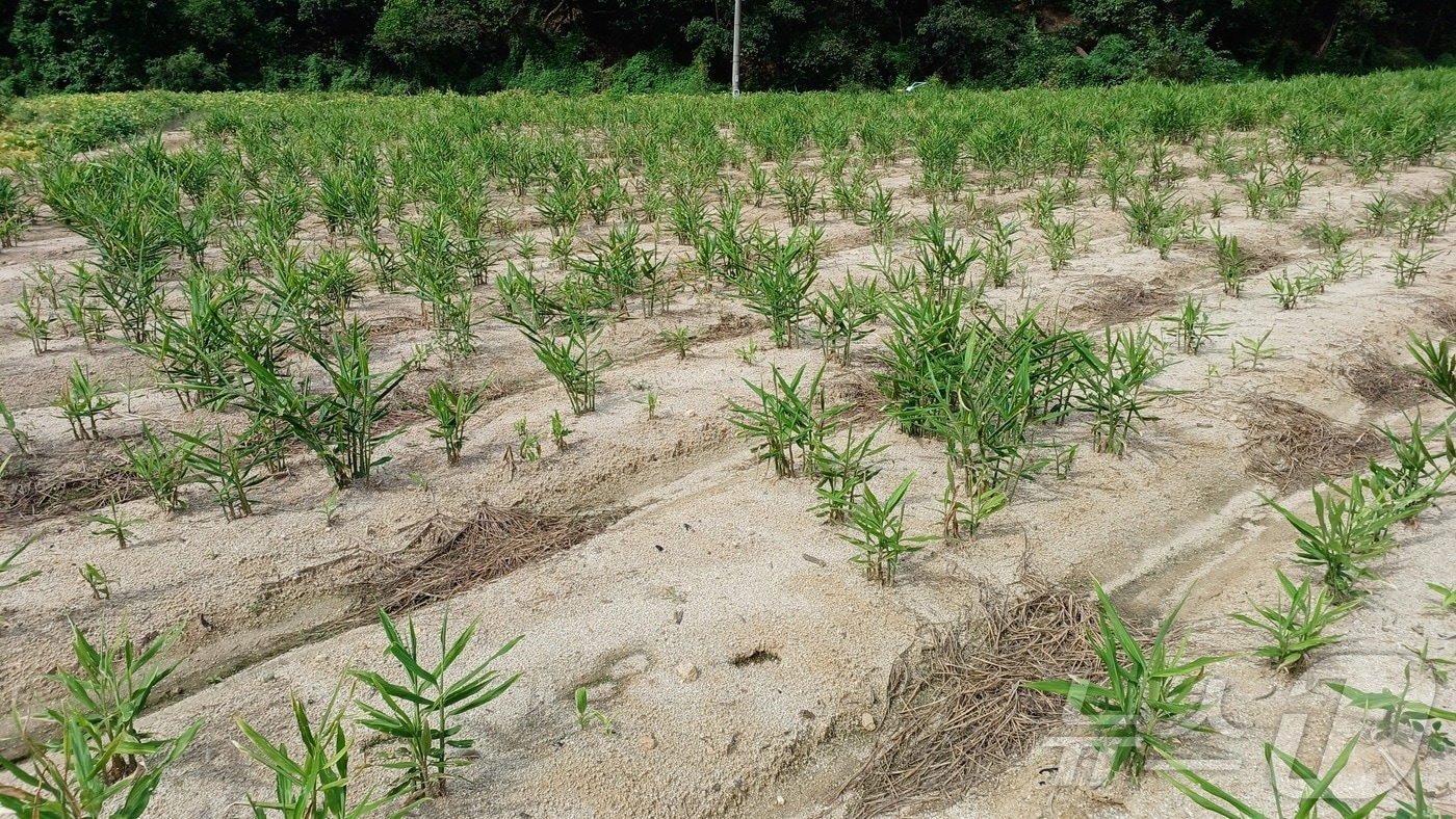 경북농업기술원은 26일 생강 정식 시기를 앞두고 씨생강 소독으로 뿌리썩음병을 예방해야 된다.사진은 뿌리썩음병 퍼진 생강밭 ⓒ 뉴스1 김대벽기자
