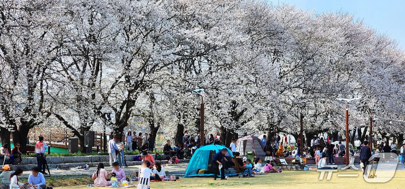 청안벚꽃길팝콘축제가 열리는 충북 괴산군 청안면 문방천 벚꽃길.(괴산군 제공. 재판매 및 DB금지)