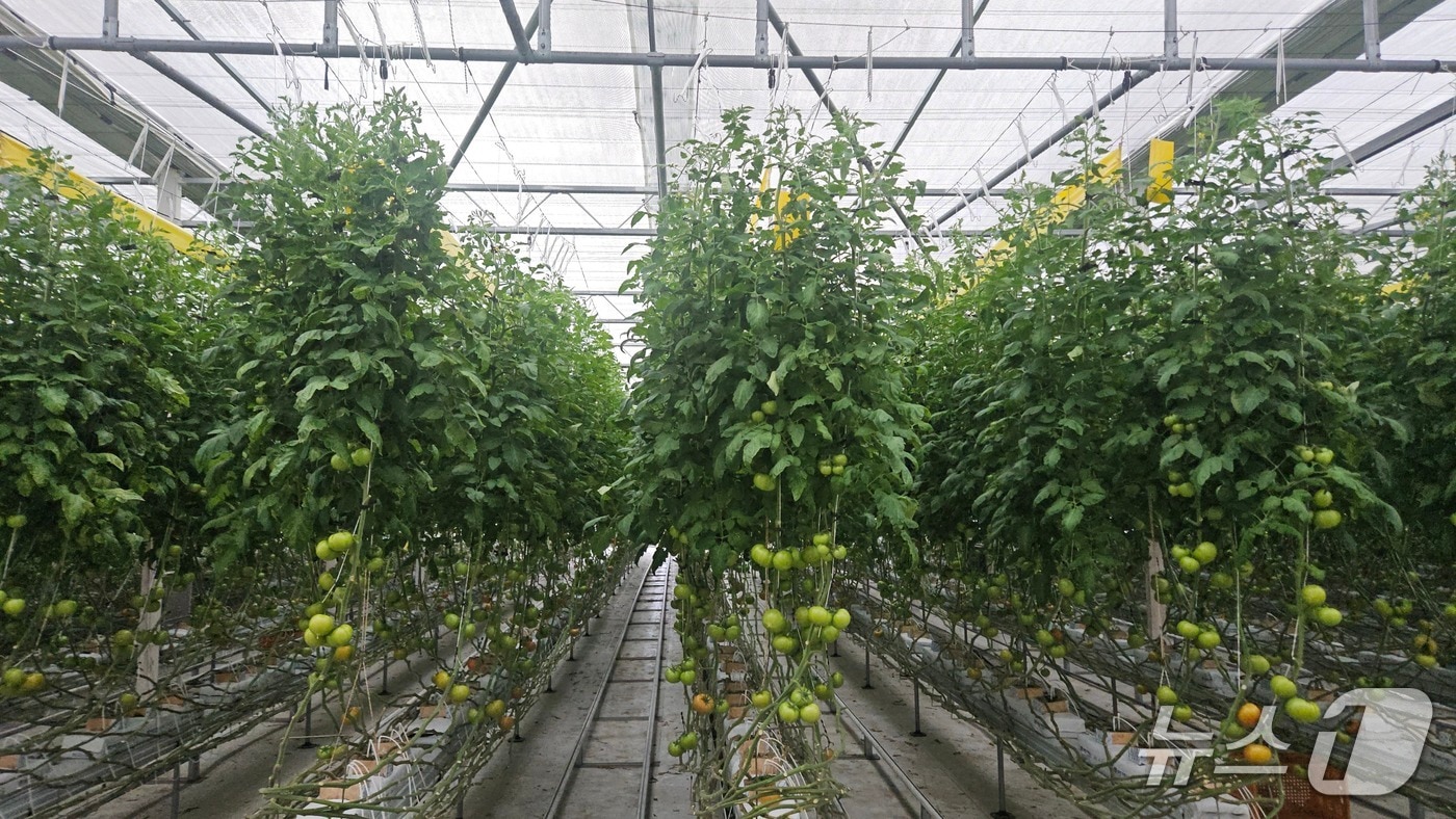 전북 진안군이 외래 유입 검역 해충인 토마토뿔나방의 확산을 방지하기 위해 방제약제를 공급하고 예찰과 방제 활동을 강화하고 있다.(진안군제공, 재판매 및 DB금지)2026.3.26/뉴스1