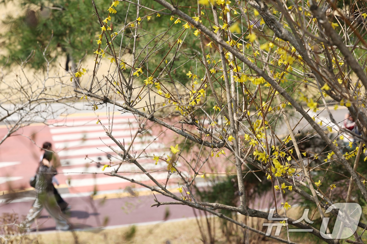 광주의 낮 기온이 22도까지 오른 26일 광주 광산구 호남대학교에 개나리가 피어있다. ⓒ 뉴스1 이승현 기자