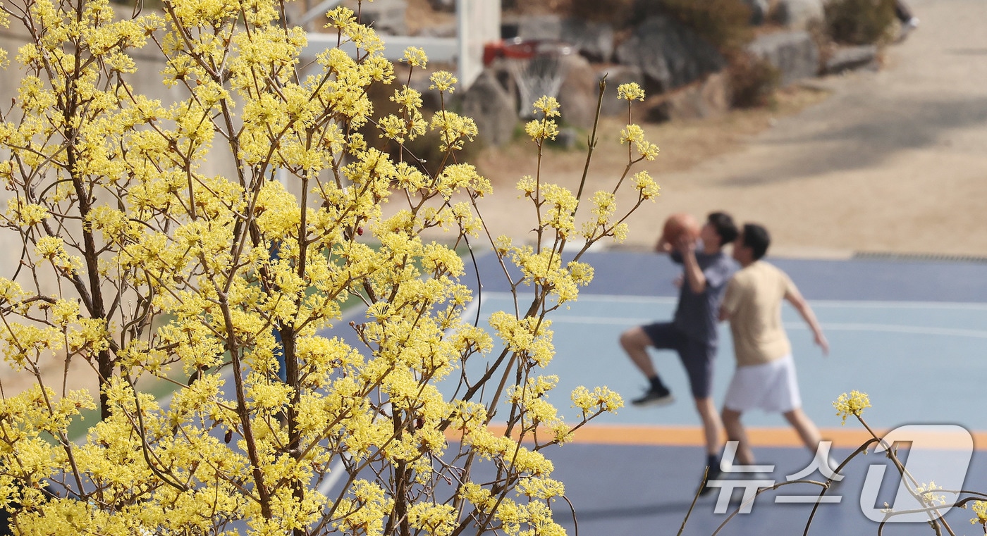 26일 서울 서대문구 연세대학교 운동장에서 학생들이 포근한 봄날씨를 즐기며 농구를 하고 있다. 2026.3.26 ⓒ 뉴스1 박지혜 기자