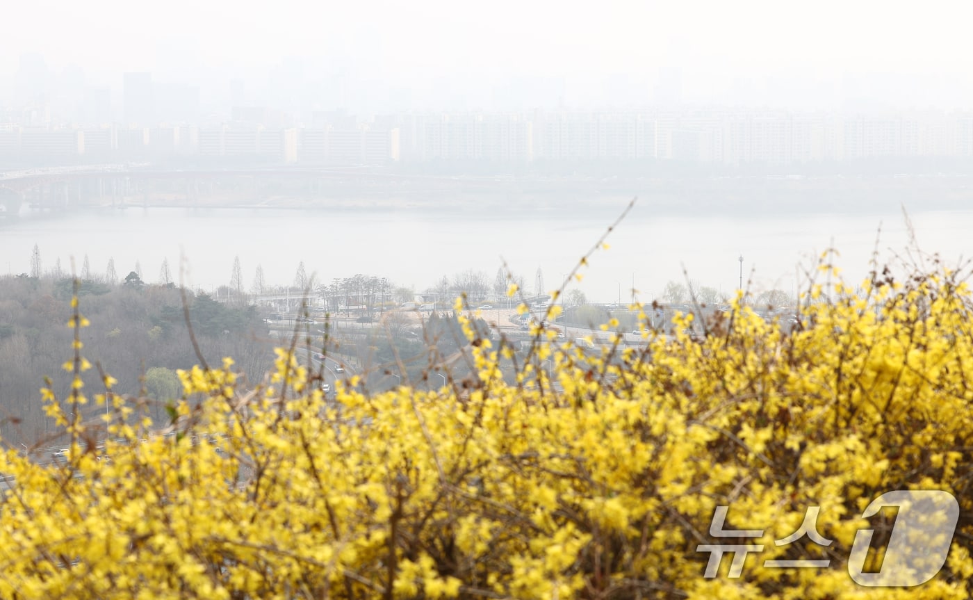 개나리와 미세먼지.(뉴스1 DB)ⓒ 뉴스1 김민지 기자