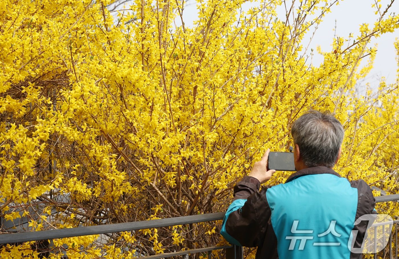 활짝 핀 개나리  ⓒ 뉴스1 
