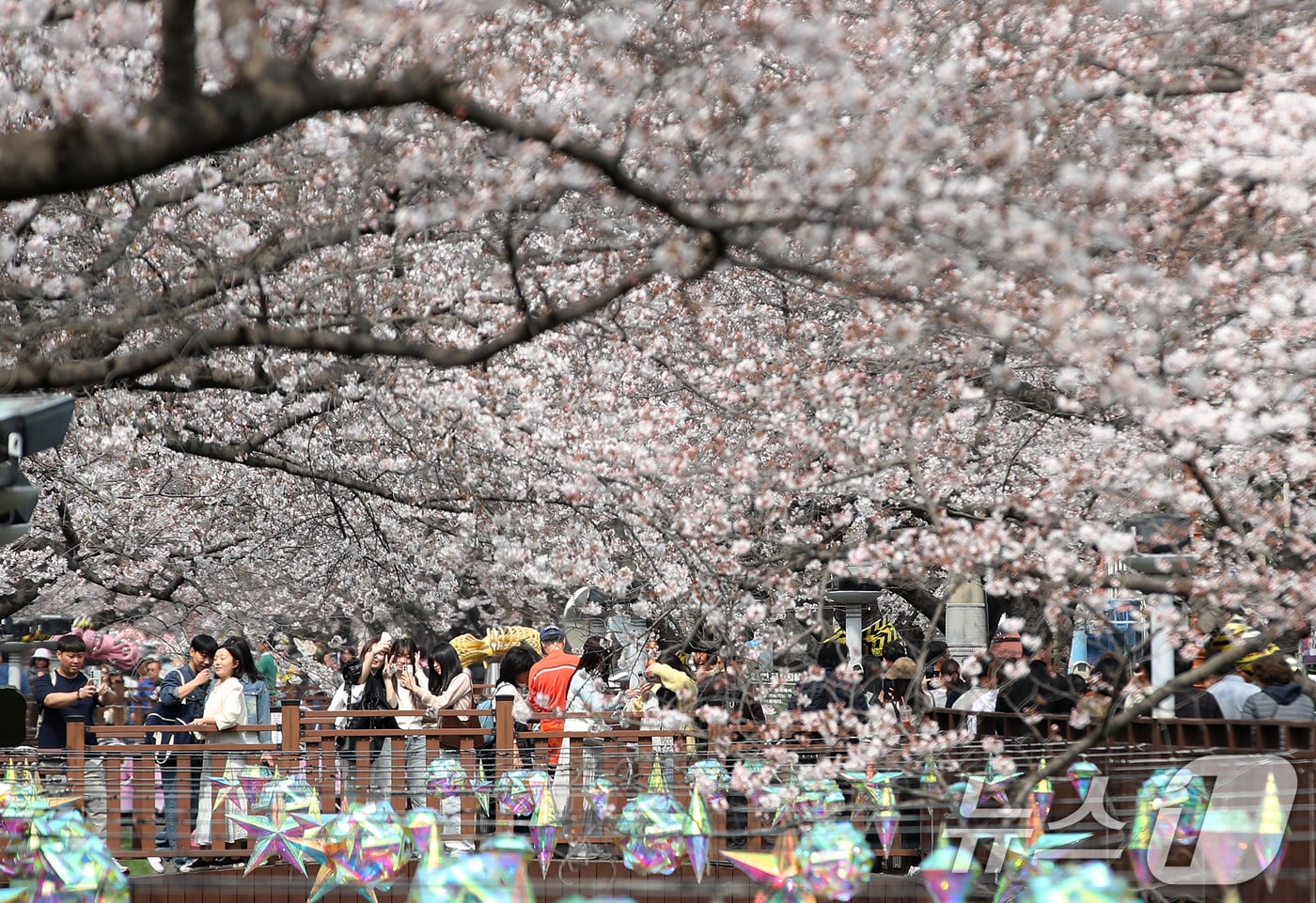 전국 최대 벚꽃 축제인 '제64회 진해군항제'가 개막한 27일 경남 창원 진해구 여좌천을 찾은 관광객들이 벚꽃을 감상하고 있다.2026.3.27 ⓒ 뉴스1 윤일지 기자