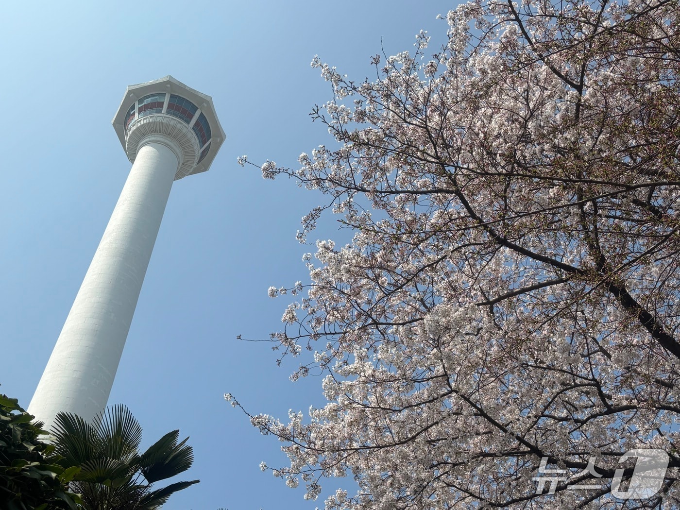 28일 부산 중구용두산공원 부산타워 인근 벚꽃 나무 모습. 아직 꽃이 만개하지는 않았지만 많은 시민과 관광객들이 꽃놀이를 즐겼다. 2026.3.28 ⓒ 뉴스1 홍 기자