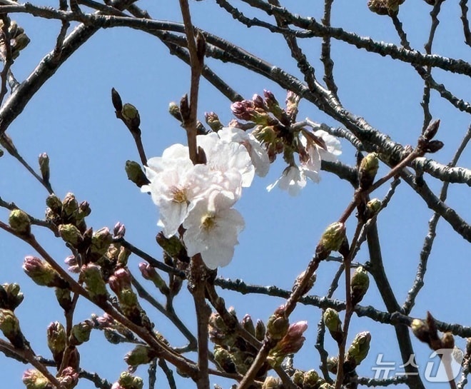 제주지방기상청 벚나무 표준관측목(제주지방기상청 제공. 재판매 및 DB금지)/뉴스1