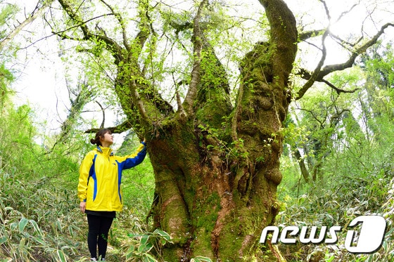 최고령 왕벚나무(난대·아열대산림연구소 제공)/뉴스1