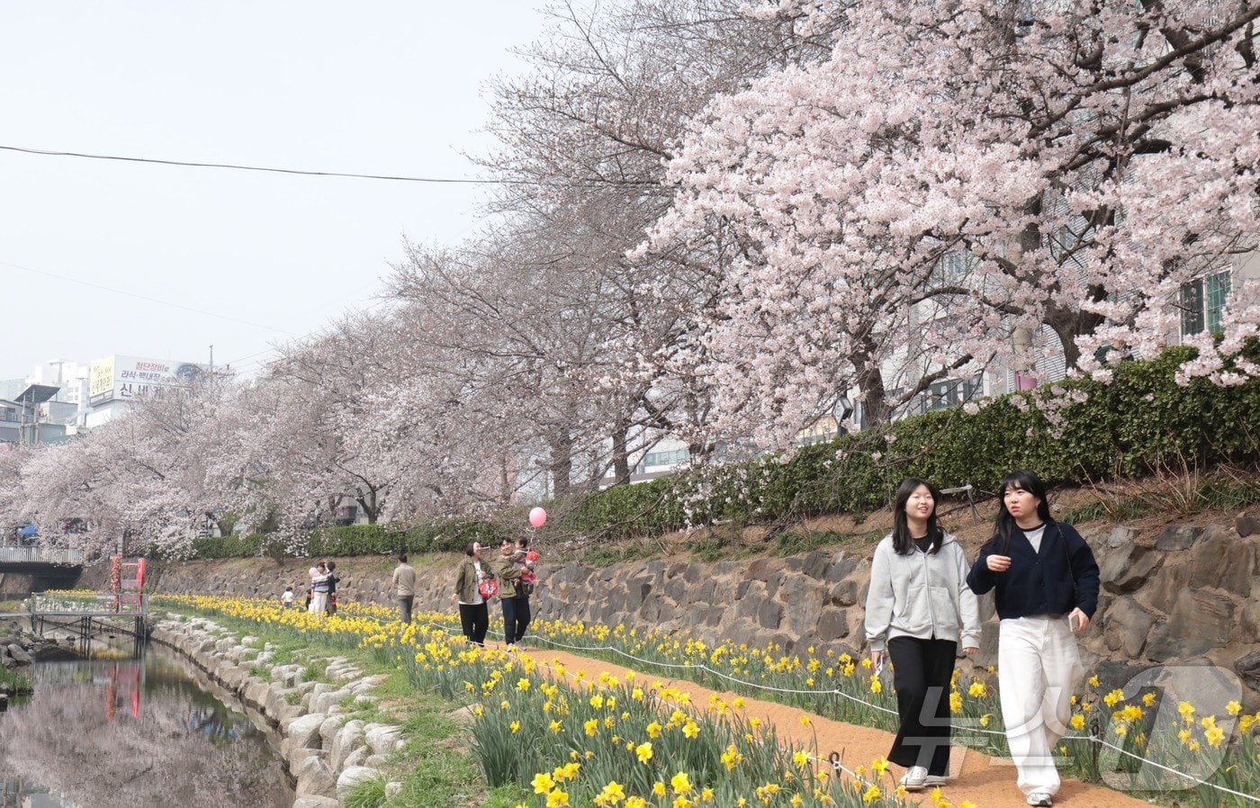 29일 울산 남구 무거천 벚꽃길에 벚꽃과 수선화가 피어나면서 시민들이 산책을 찍고 있다. 2026.3.29 ⓒ 뉴스1 김세은 기자