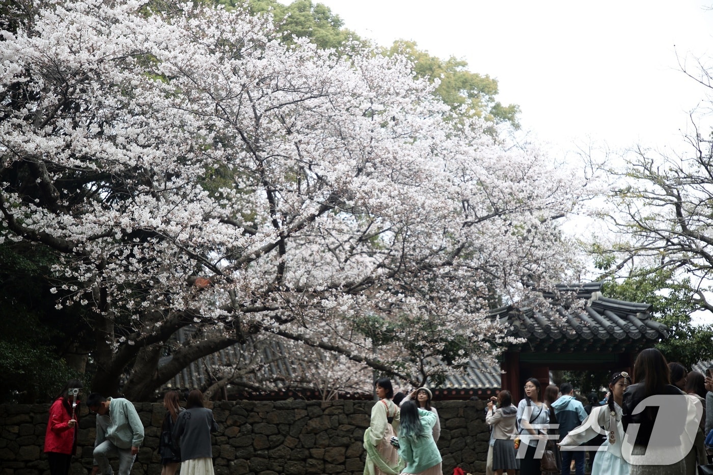 29일 오후 제주시 삼성혈에 핀 벚꽃나무 앞에서 관광객과 도민들이 봄 정취를 즐기고 있다. 2026.3.29 ⓒ 뉴스1 고동명 기자