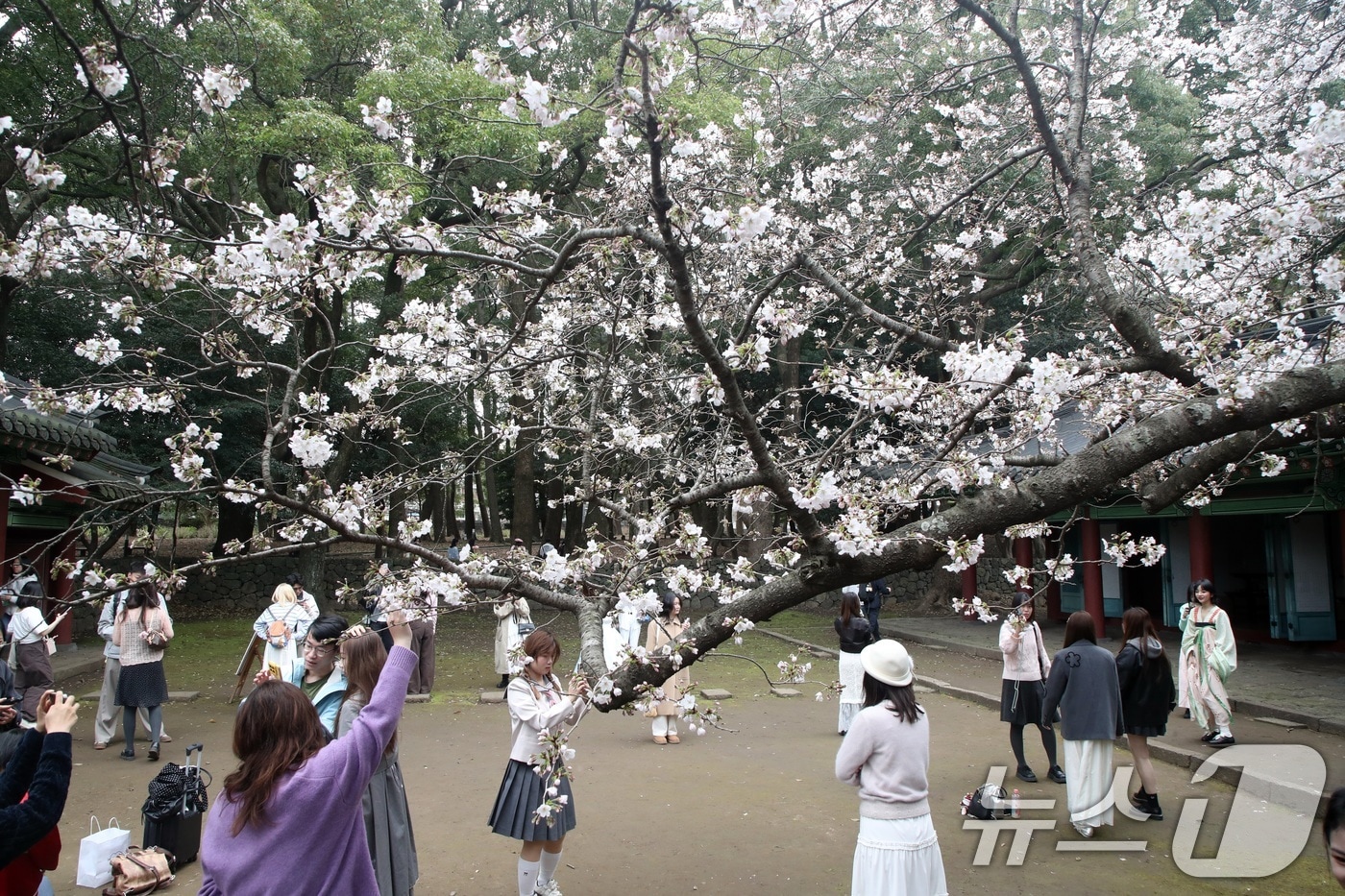 29일 오후 제주시 삼성혈에 핀 벚꽃나무 앞에서 관광객과 도민들이 봄 정취를 즐기고 있다. 2026.3.29 ⓒ 뉴스1 고동명 기자