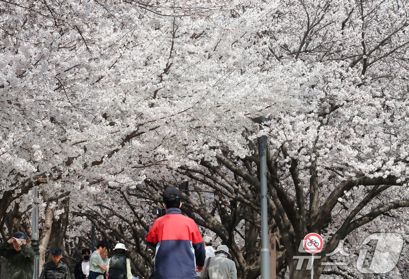 30일 대구와 경북지역은 대체로 흐리다 비가 내리겠다. 사진은 지난 29일 휴일을 맞아 대구 동구 금호강 동촌유원지 벚나무길을 산책하는 시민들 모습. 2026.3.29 ⓒ 뉴스1 공정식 기자