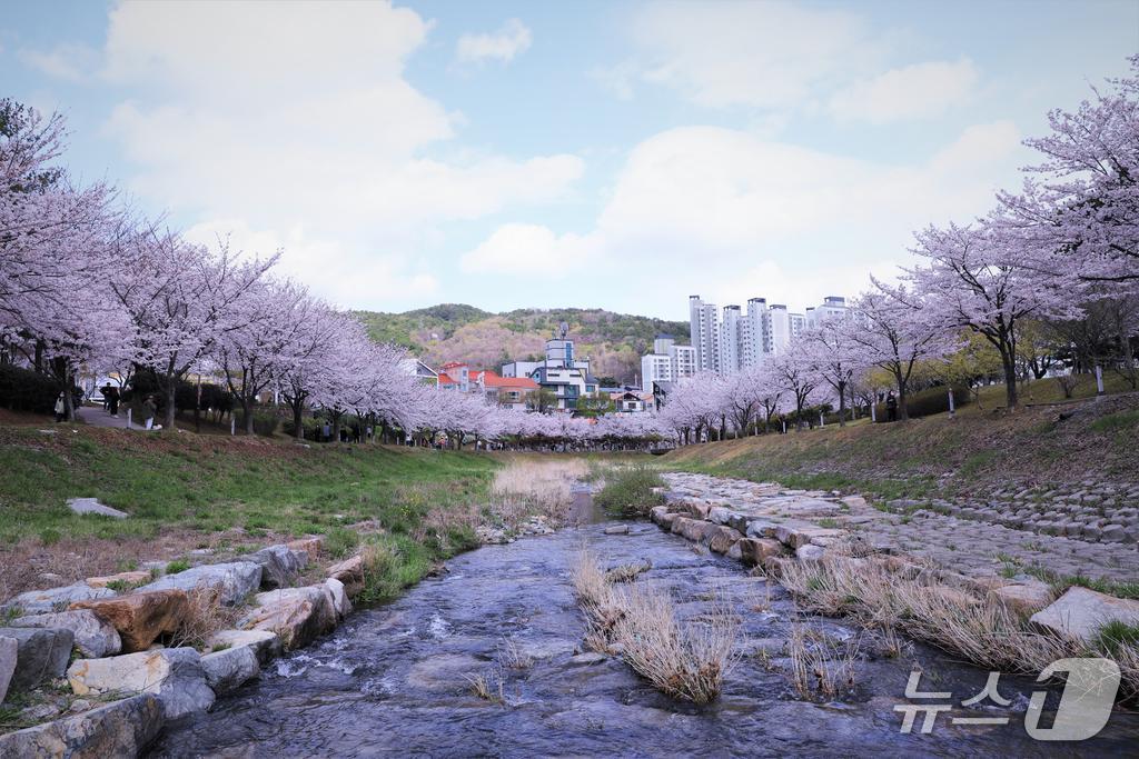 율하 벚꽃 모습.(김해시 제공. 재판매 및 DB금지)