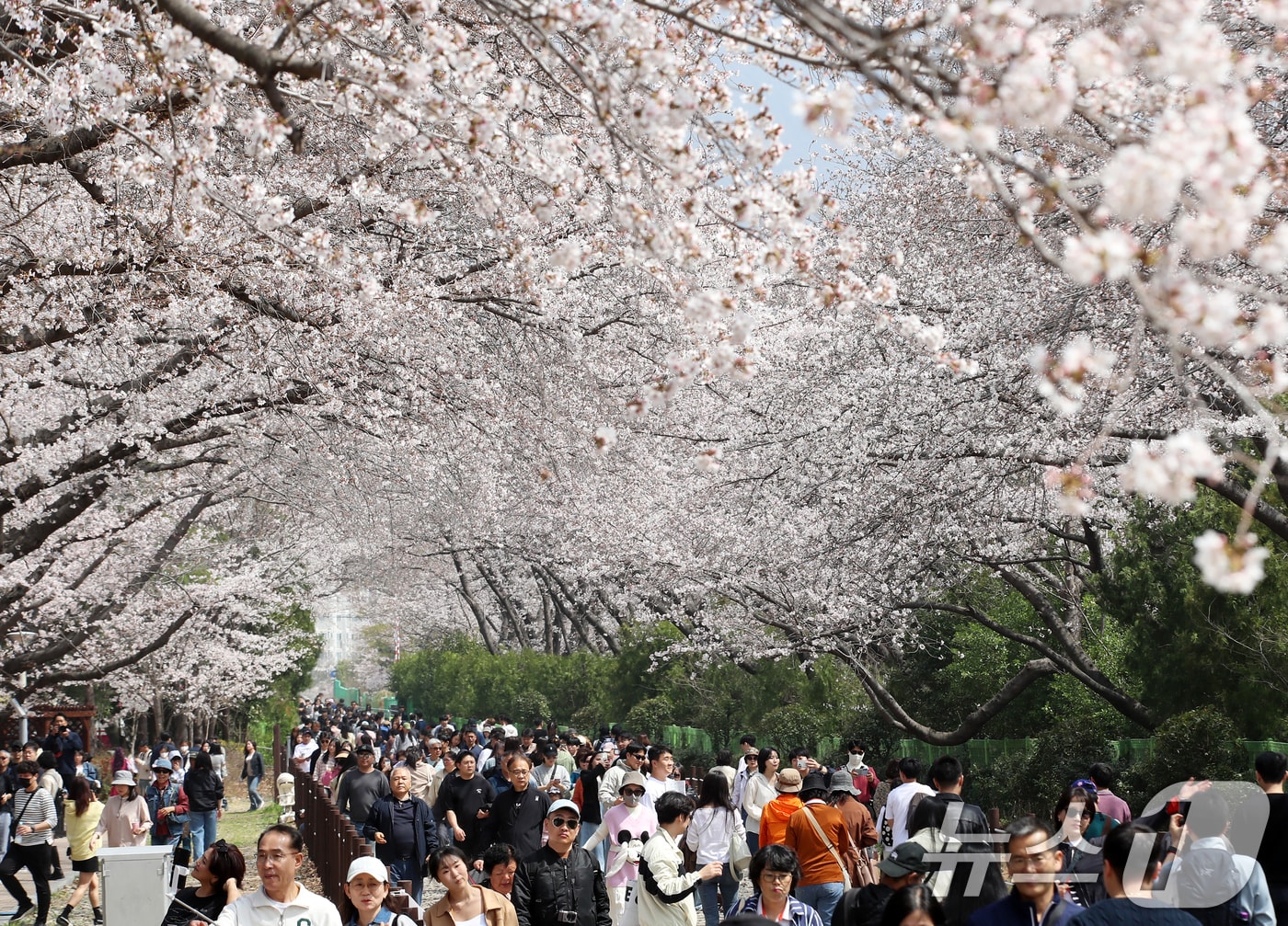 전국 최대 벚꽃 축제인 '제64회 진해군항제'가 열리고 있는 29일 경남 창원 진해구 경화역공원에서 관광객들이 벚꽃을 감상하고 있다. 2026.3.29 ⓒ 뉴스1 윤일지 기자