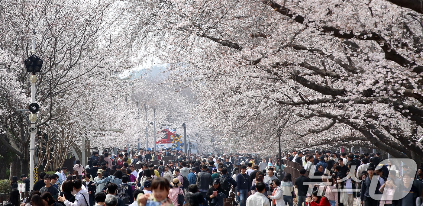 지난달 29일 경남 창원 진해구 경화역공원에서 관광객들이 벚꽃을 감상하고 있다. 2026.3.29 ⓒ 뉴스1 윤일지 기자