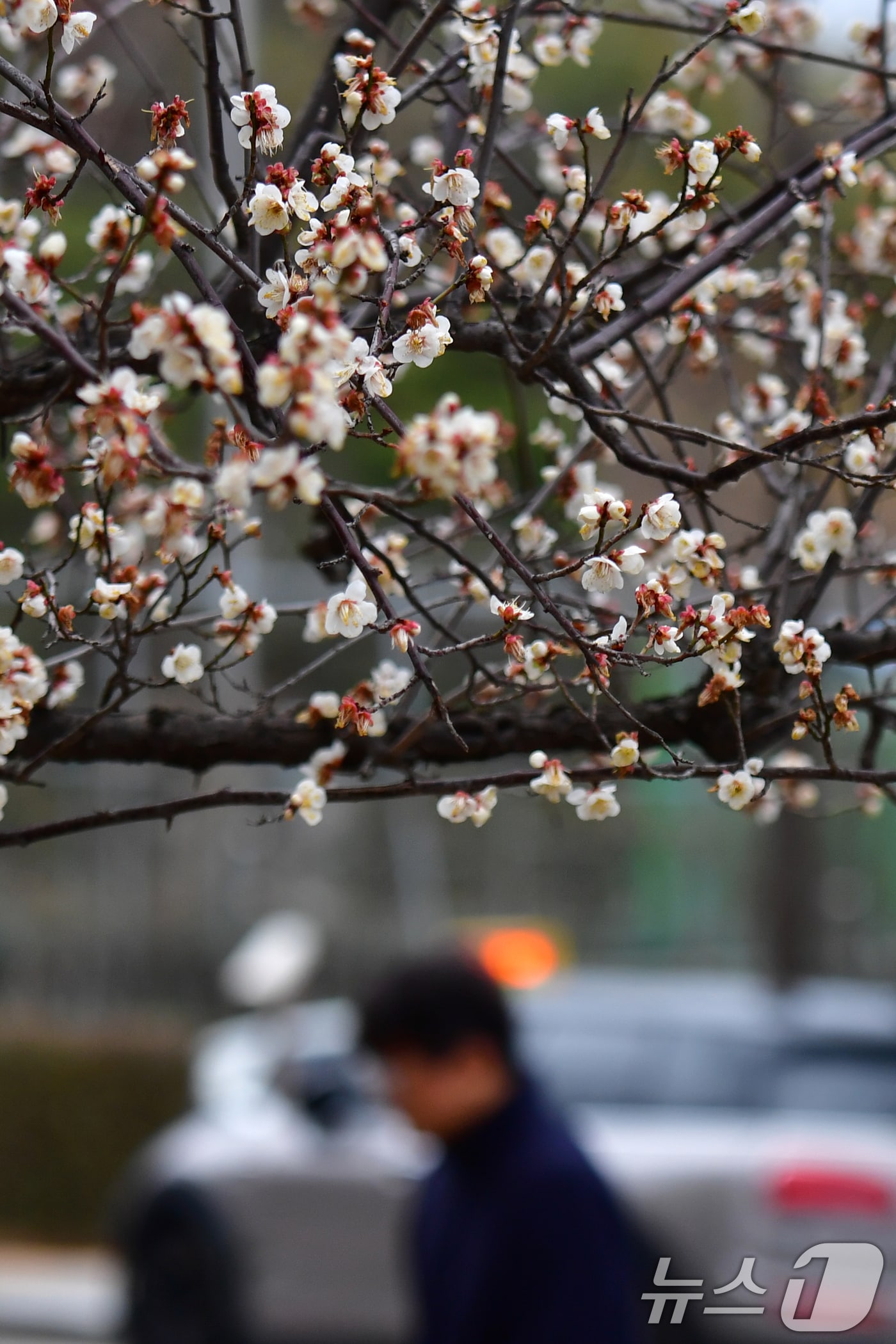 3일 오전 경북 포항시청사로 출근하는 직원들이 빗물을 머금은 매화나무 아래를 걸어가고 있다. 2026.3.3 ⓒ 뉴스1 최창호 기자