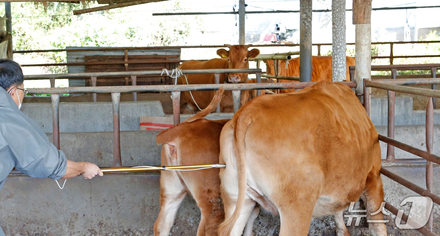 전북 임실군이 오는 15일까지 상반기 소·염소 구제역 백신 일제접종을 실시한다.(임실군제공. 재판매 및 DB금지)2026.3.3/뉴스1