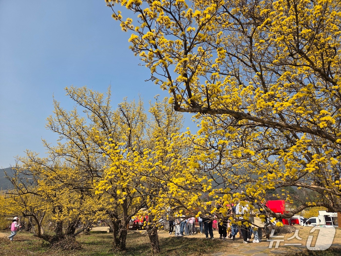 제27회 구례산수유꽃축제가 오는 14일부터 9일간 지리산온천관광지 일원에서 열린다. (구례군 제공. 재판매 및 DB금지)