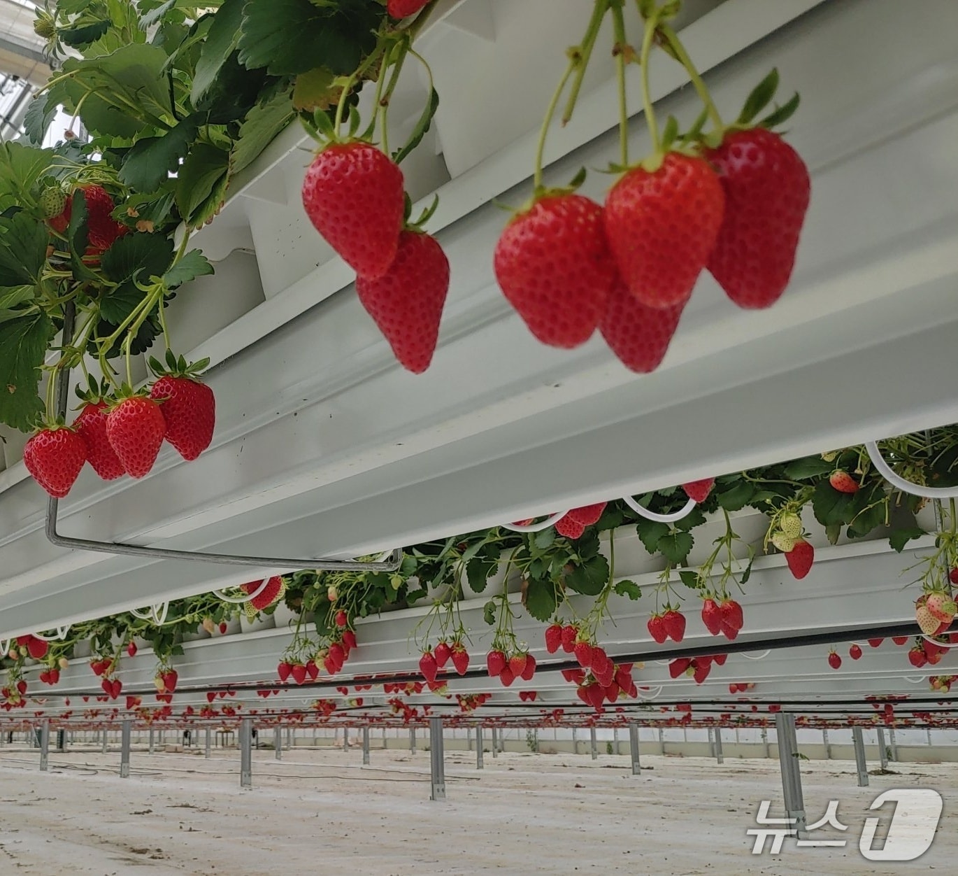 밀양시 스마트팜 혁신밸리에서 재배 중인 밀양딸기.(밀양시 제공. 재판매 및 DB금지)