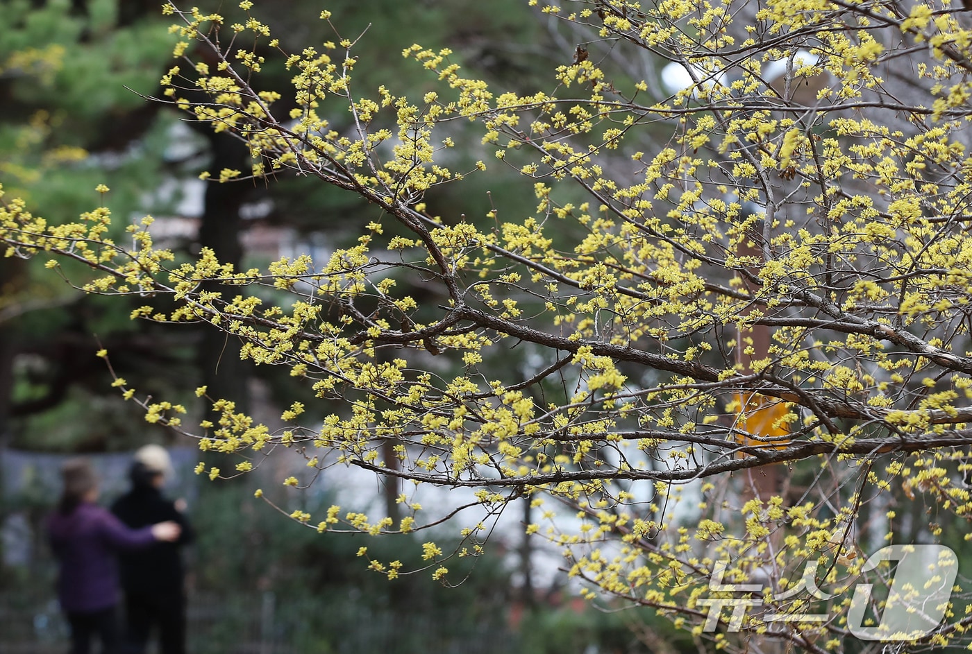 부산 수영구 수영사적공원에 핀 산수유 꽃. 2026.3.3 ⓒ 뉴스1 윤일지 기자