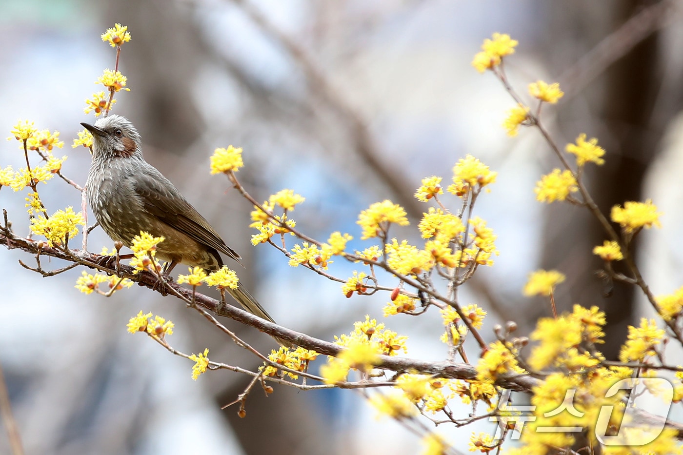 3일 부산 수영구 수영사적공원에서 직박구리가 활짝 핀 산수유 나무에 앉아 있다. 2026.3.3 ⓒ 뉴스1 윤일지 기자