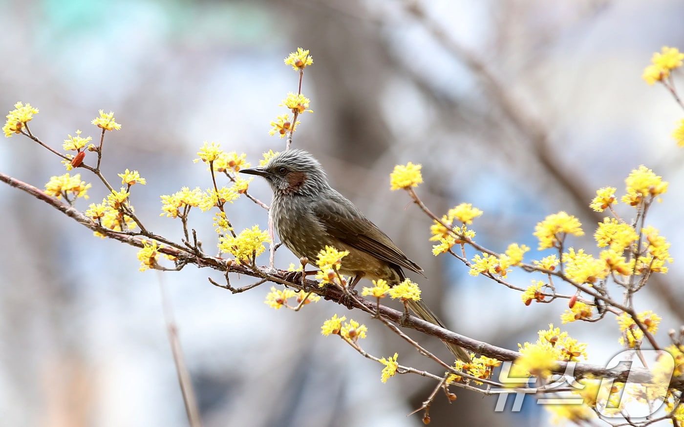 부산 수영구 수영사적공원에서 직박구리가 활짝 핀 산수유 나무에 앉아 있다. 2026.3.3 ⓒ 뉴스1 윤일지 기자